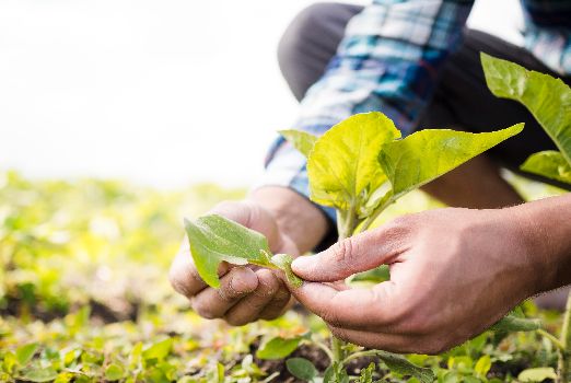 Harvested With Care!